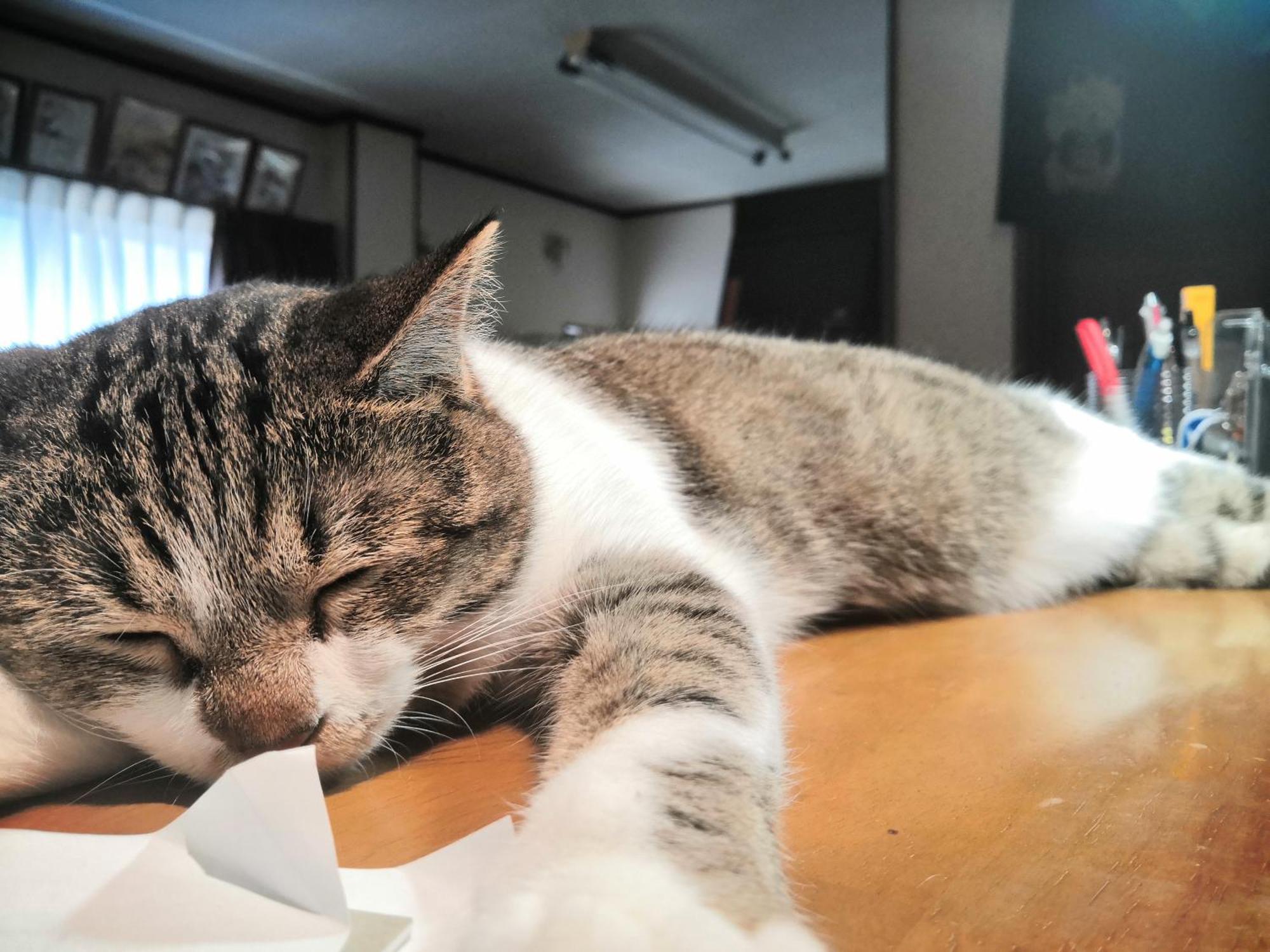 Tiny GuestHouse Umekoji 梅小路 京都 外观 照片